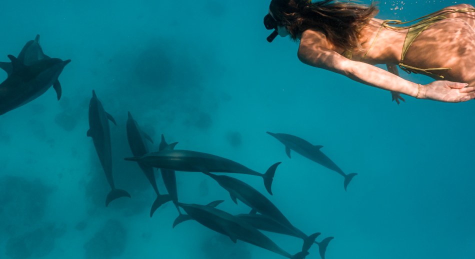 7. Con decenas de tiburones y mantas rayas a dos metros