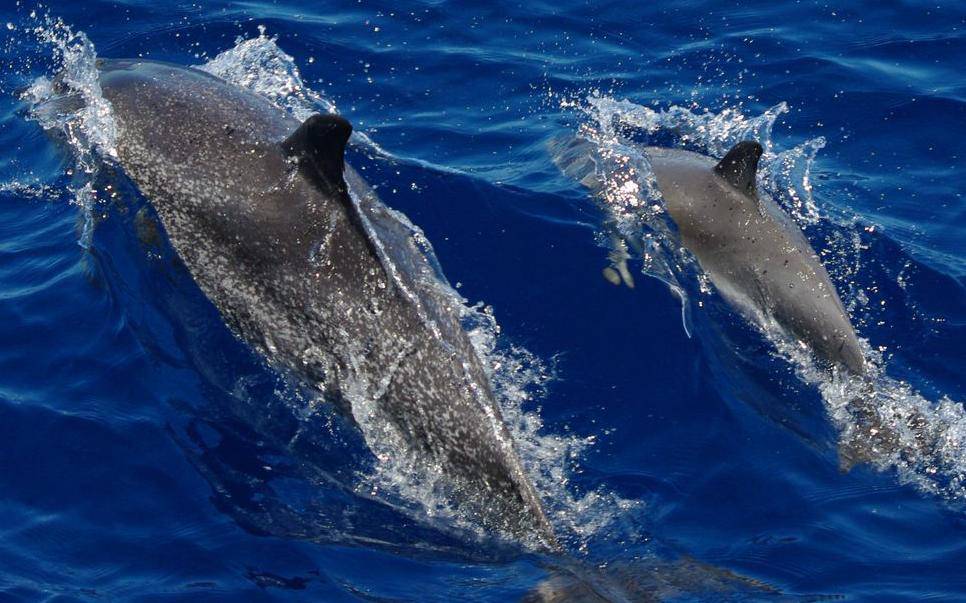 Copia delfines