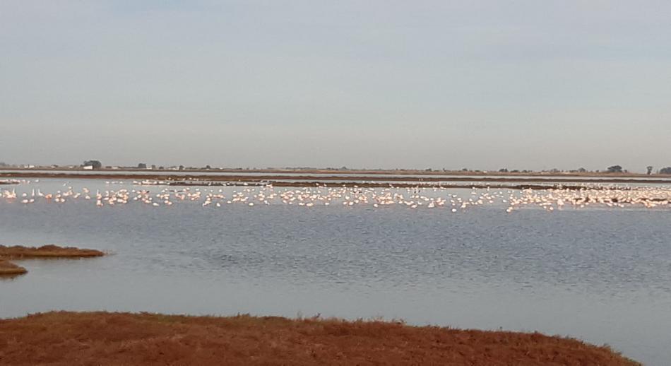 Flamencos Delta del Ebro