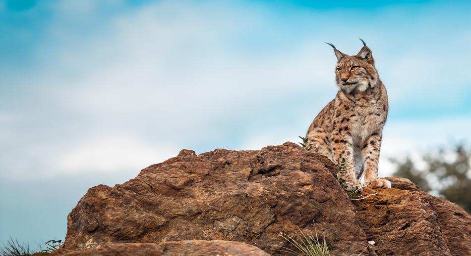 LINCE BUSCANDO PRESA 1