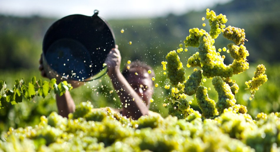 Los top10 verano entre viñas - la vendimia