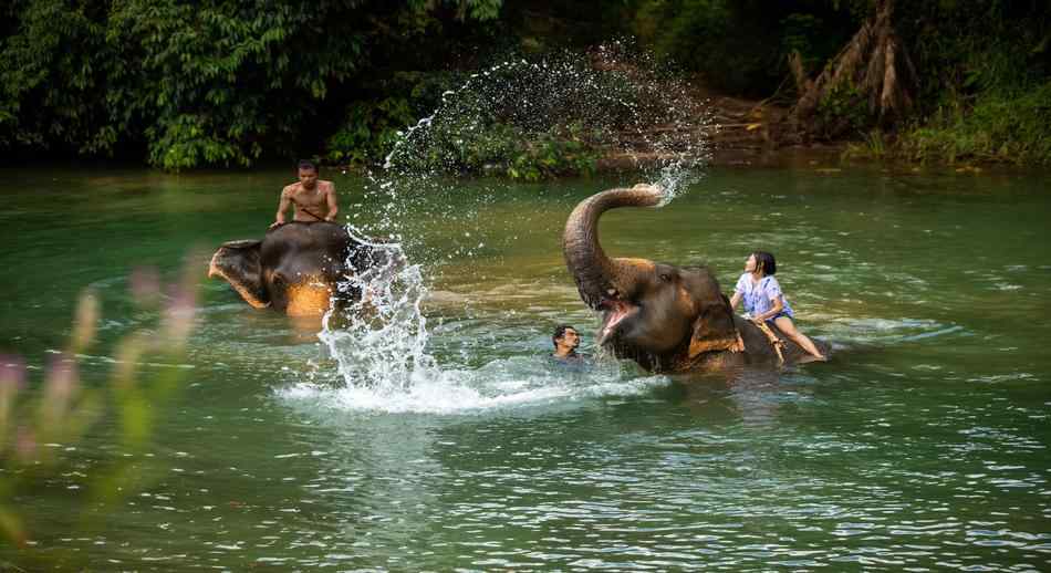 Trat Ko Chang Khlong Phlu Elephant Camp1 1