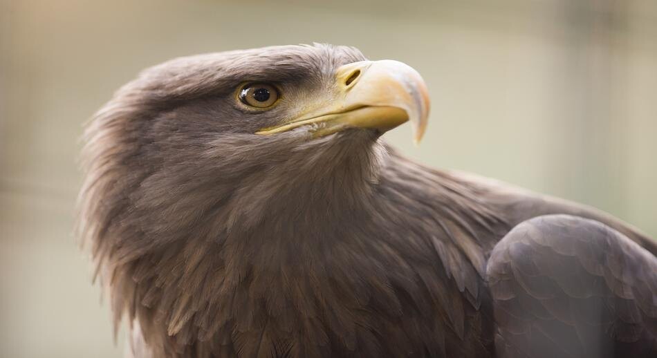 Águila Imperial