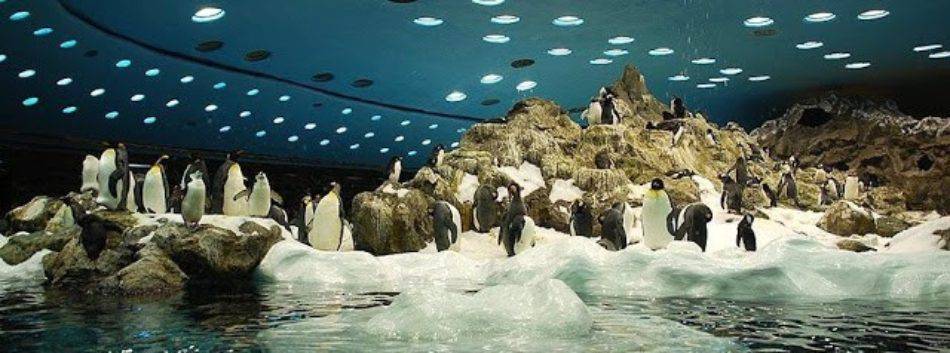 el pinguinario del loro park