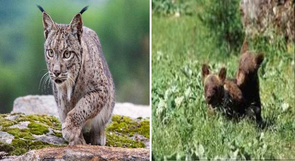 La importancia de la Naturaleza y los Animales en la comercialización turística