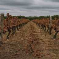 ¿Puede colapsar el mercado del vino?