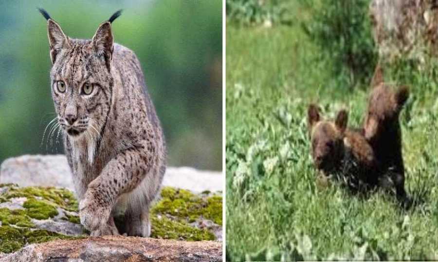 La importancia de la Naturaleza y los Animales en la comercialización turística