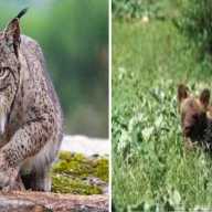 La importancia de la Naturaleza y los Animales en la comercialización turística