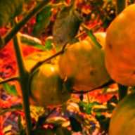 El   bombón de  Artesa: cómo convertir un tomate en el mejor del mundo