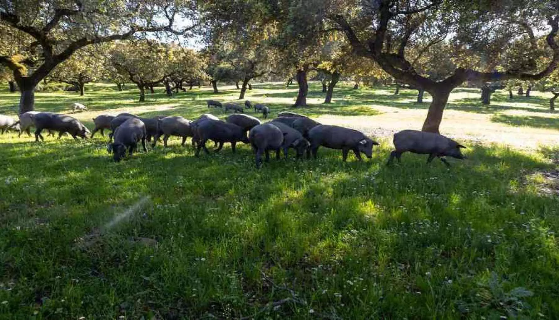 La Dehesa de Extremadura, un paraje natural único sinónimo de sabor y calidad 