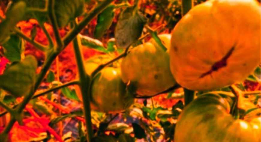 El   bombón de  Artesa: cómo convertir un tomate en el mejor del mundo