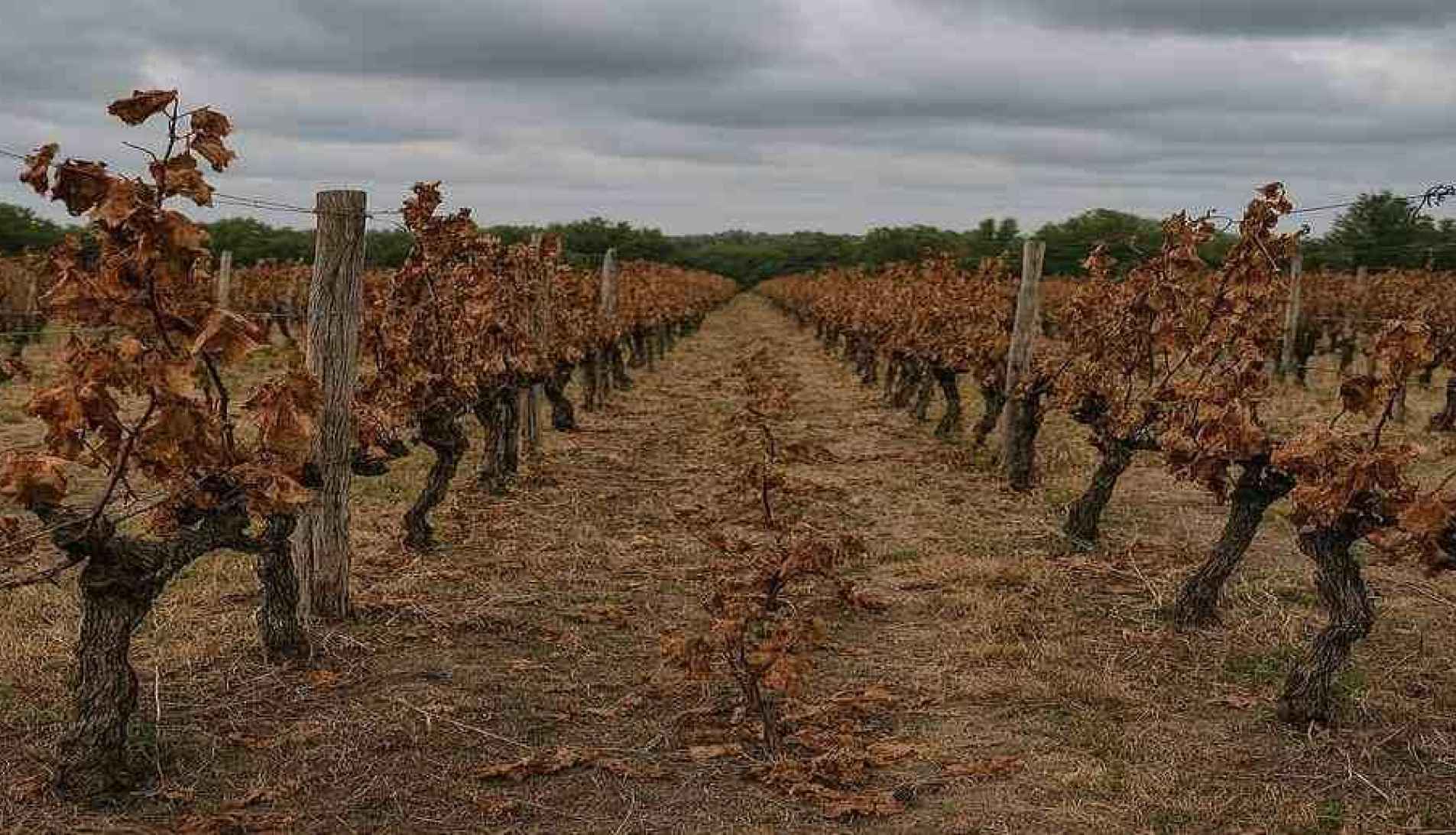 ¿Puede colapsar el mercado del vino?