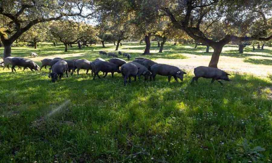 La Dehesa de Extremadura, un paraje natural único sinónimo de sabor y calidad 