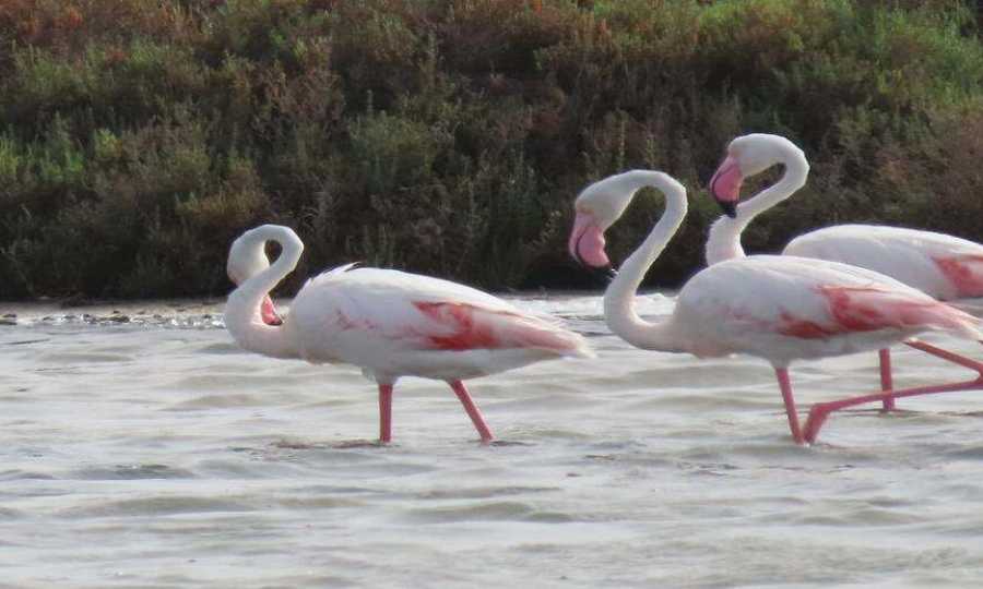 Hagamos del Turismo un factor positivo para la Naturaleza, generando beneficios: Tourism4Nature