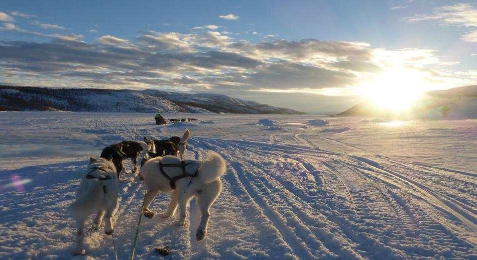 trineo tirados por perros huskies Noruega 1