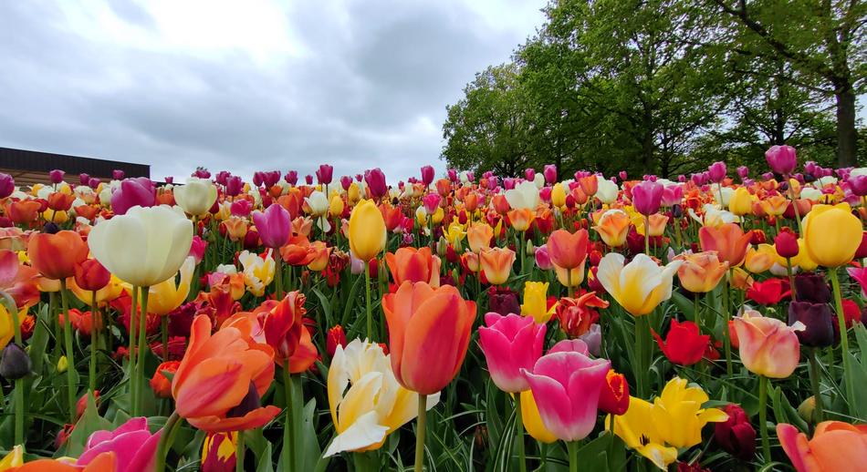 Tulipanes, Holanda.